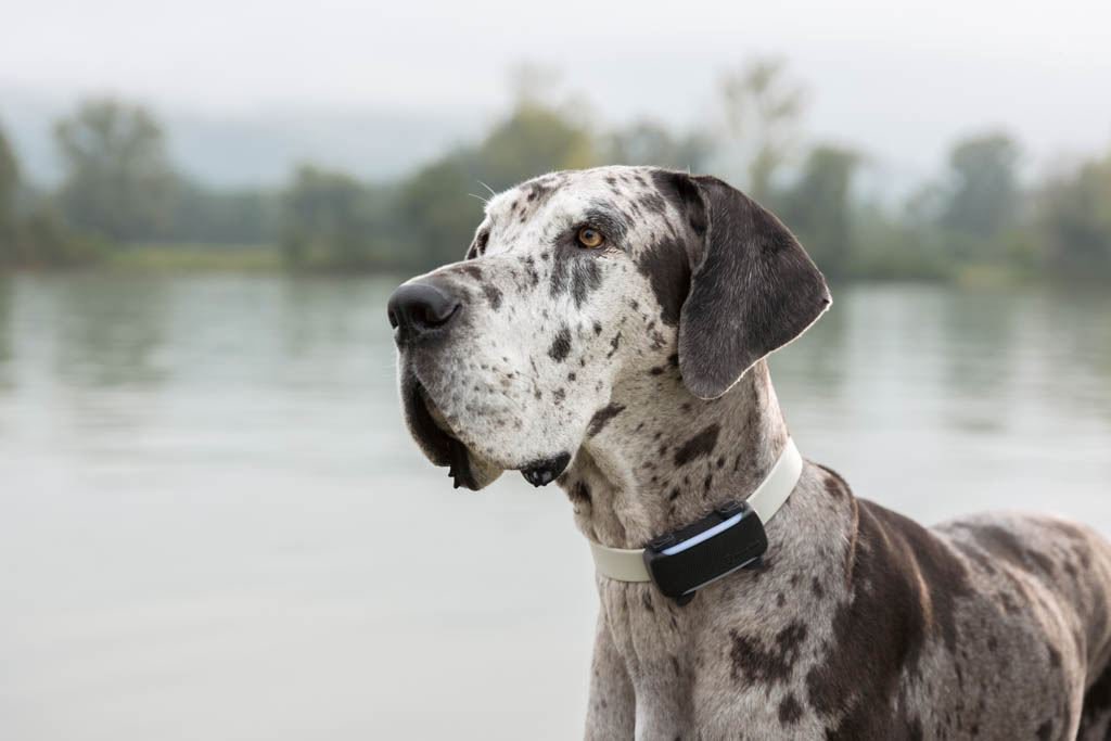 TRactive am Hund (1)