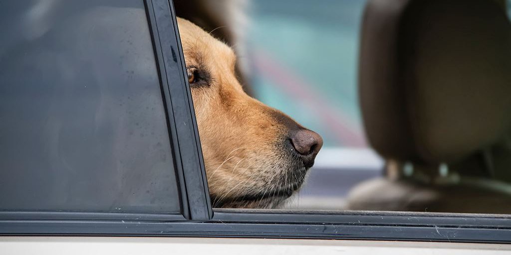 Ein brauner Hund schaut aus dem Auto