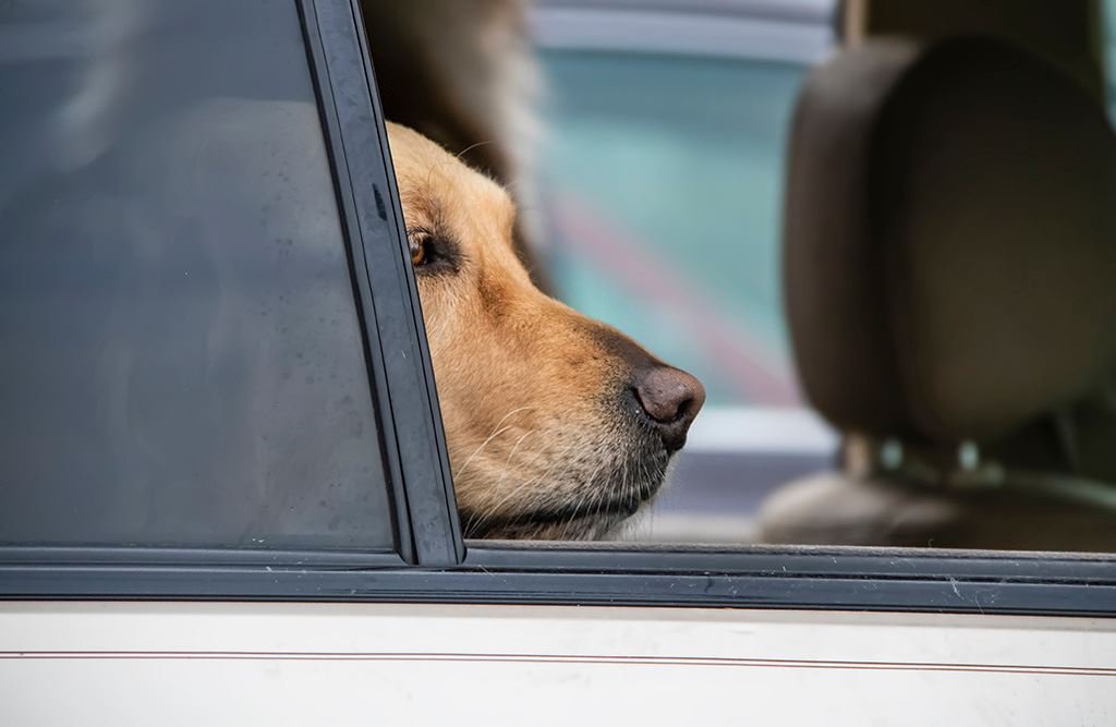Ein brauner Hund schaut aus dem Auto