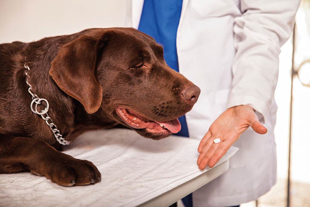 Ein brauer großer Hund liegt auf dem Behandlungstisch es Zahnarztes. Eine Ärztin hält auf der flachen Hand eine weiße Tablette und zeigt sie dem Hund.