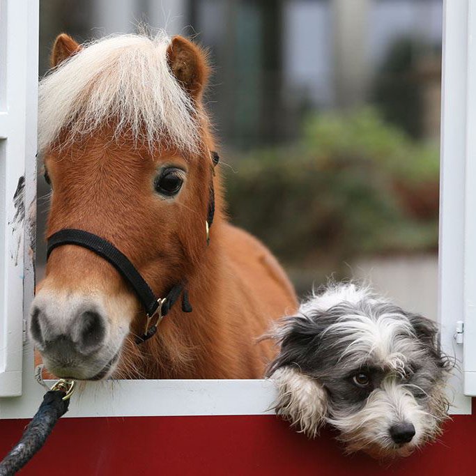 Ein Pferd und ein Hund schauen gemeinsam aus einem rot-weiß gestrichenen Holzfenster